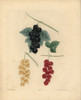 Blackcurrant  Dutch Redcurrant And White Currant Poster Print By ® Florilegius / Mary Evans - Item # VARMEL10935691