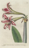 Superb Amaryllis  Hippeastrum Vittatum Poster Print By ® Florilegius / Mary Evans - Item # VARMEL10934841