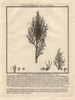 Common Juniper Tree  Juniperus Communis  With Berries Poster Print By ® Florilegius / Mary Evans - Item # VARMEL10935805