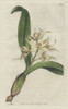 Sweet-Scented Epidendrum  Encyclia Fragrans Poster Print By ® Florilegius / Mary Evans - Item # VARMEL10934851