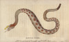 Rattlesnake  Crotalus Cerastes Poster Print By ® Florilegius / Mary Evans - Item # VARMEL10941073