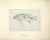 Acara Sp. Poster Print By Mary Evans / Natural History Museum - Item # VARMEL10987518