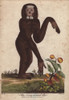 Long-Armed Ape  Hylobates Species Poster Print By ® Florilegius / Mary Evans - Item # VARMEL10941212