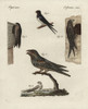 Swallow  Swift  Martins And Nightjar Poster Print By ® Florilegius / Mary Evans - Item # VARMEL10934713