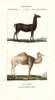 Llama  Lama Glama  And Dromedary Camel  Camelus Dromedarius Poster Print By ® Florilegius / Mary Evans - Item # VARMEL10936192