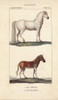 Horse  Equus Caballus  And Quagga  Equus Quaggaà Poster Print By ® Florilegius / Mary Evans - Item # VARMEL10936198