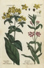 Yellow Loosestrife And Tufted Loosestrife Poster Print By ® Florilegius / Mary Evans - Item # VARMEL10935936