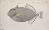 Melichthys Vidua  Pinktail Triggerfish Poster Print By Mary Evans / Natural History Museum - Item # VARMEL10706120