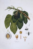 Ficus Carica  Fig Tree Poster Print By Mary Evans / Natural History Museum - Item # VARMEL10706851