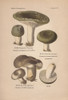 Edible Mushroom  Russula Virescens  And Suspectà Poster Print By ® Florilegius / Mary Evans - Item # VARMEL10936422