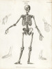 Anatomy Of The Human Skeleton Poster Print By ® Florilegius / Mary Evans - Item # VARMEL10935388