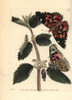 Painted Lady  Vanessa Cardui Poster Print By ® Florilegius / Mary Evans - Item # VARMEL10940646