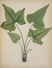 Asplenium Palmatum Poster Print By Mary Evans / Natural History Museum - Item # VARMEL10716847