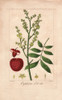 Lychee Tree  Litchi Chinensis Poster Print By ® Florilegius / Mary Evans - Item # VARMEL10934673