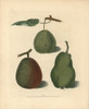 Pear Varieties  Pyrus Communis Poster Print By ® Florilegius / Mary Evans - Item # VARMEL10935712