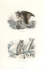 Eurasian Eagle-Owl And Long-Eared Owl Poster Print By ® Florilegius / Mary Evans - Item # VARMEL10935788