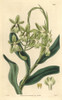 Mrs Harrison'S Epidendrum Orchid  Epidendrum Harrisoniae Poster Print By ® Florilegius / Mary Evans - Item # VARMEL10934974