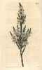 Upright Struthiola  Struthiola Erecta Poster Print By ® Florilegius / Mary Evans - Item # VARMEL10936010