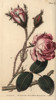 Rose  Rosa Centifolia Poster Print By ® Florilegius / Mary Evans - Item # VARMEL10936064