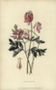 Fringed Bleeding Heart  Dicentra Eximia Poster Print By ® Florilegius / Mary Evans - Item # VARMEL10936739