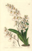 Tolumnia Pulchella Orchid Poster Print By ® Florilegius / Mary Evans - Item # VARMEL10935310