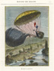 Descent By Parachute Of Jacques Garnerin From A Balloon Poster Print By ® Florilegius / Mary Evans - Item # VARMEL10938470