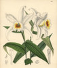 Sobralia Leucoxantha  White Orchid Native To Costa Rica Poster Print By ® Florilegius / Mary Evans - Item # VARMEL10935133