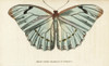 Morpho Laertes Poster Print By ® Florilegius / Mary Evans - Item # VARMEL10937818