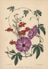 Purple Flowered Ipomoea Palmata And Scarletà Poster Print By ® Florilegius / Mary Evans - Item # VARMEL10936926