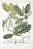 Quercus Robur  Oak Tree Poster Print By Mary Evans / Natural History Museum - Item # VARMEL10706659