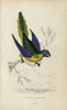 Turquoise Parrot  Neophema Pulchella Poster Print By ® Florilegius / Mary Evans - Item # VARMEL10939091