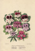 Hybrid Cape And Bedding Pelargoniums Poster Print By ® Florilegius / Mary Evans - Item # VARMEL10936935
