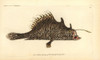Striated Frogfish  Antennarius Striatus Poster Print By ® Florilegius / Mary Evans - Item # VARMEL10940299