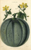 Fruit And Yellow Flowers Of The Green-Fleshedà Poster Print By ® Florilegius / Mary Evans - Item # VARMEL10939373
