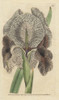 Chalcedonian Iris Or Mourning Iris  Iris Susiana Poster Print By ® Florilegius / Mary Evans - Item # VARMEL10935177