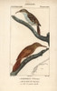 Eurasian Treecreeper  Certhia Familiaris  Andà Poster Print By ® Florilegius / Mary Evans - Item # VARMEL10938937