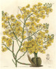 Turtle Orchid  Chelyorchis Ampliata Poster Print By ® Florilegius / Mary Evans - Item # VARMEL10935229