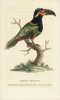 Guianan Or Gould'S Toucanet  Selenidera Piperivora Poster Print By ® Florilegius / Mary Evans - Item # VARMEL10938004