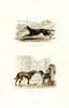 Sheepdog And Mastiff Breeds Poster Print By ® Florilegius / Mary Evans - Item # VARMEL10935768
