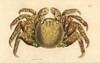Red Rock Crab  Cancer Grapsus Poster Print By ® Florilegius / Mary Evans - Item # VARMEL10940718