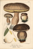 Penny Bun Or Porcino Mushroom  Boletus Edulis  Edible Poster Print By ® Florilegius / Mary Evans - Item # VARMEL10939313