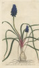 Starch Hyacinth  Muscari Neglectum Poster Print By ® Florilegius / Mary Evans - Item # VARMEL10934838