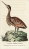 Little Bittern  Ixobrychus Minutus Poster Print By ® Florilegius / Mary Evans - Item # VARMEL10937987