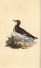 Ruddy Turnstone  Arenaria Interpres Poster Print By ® Florilegius / Mary Evans - Item # VARMEL10936258