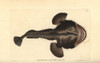 European Frogfish Or Angler  Lophius Piscatorius Poster Print By ® Florilegius / Mary Evans - Item # VARMEL10940638
