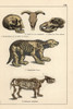 Fossil Skulls And Skeletons Poster Print By ® Florilegius / Mary Evans - Item # VARMEL10941186