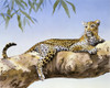 A Large Leopard Reclining On A Branch Poster Print By Malcolm Greensmith ® Adrian Bradbury/Mary Evans - Item # VARMEL10271207
