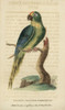 Peach-Fronted Parakeet  Aratinga Aurea Poster Print By ® Florilegius / Mary Evans - Item # VARMEL10937922