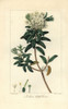 Bog Labrador Tea Tree  Rhododendron Groenlandicum Poster Print By ® Florilegius / Mary Evans - Item # VARMEL10934649
