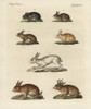 Hares And Rabbits Poster Print By ® Florilegius / Mary Evans - Item # VARMEL10934712